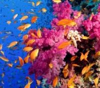 Coral Reef